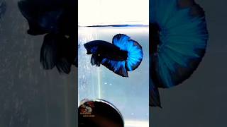 Betta Fish  Blue Butterfly Rare bettafish bettabreeding shorts fish [upl. by Ahsimed]