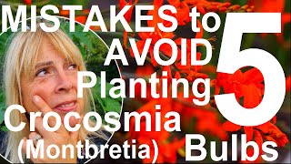 Five Mistakes to Avoid Planting and Growing Crocosmia Bulbs  Montbretia [upl. by Lemcke182]