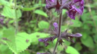 Hedge Woundwort Stachys Sylvatica  20130713 [upl. by Ardried]