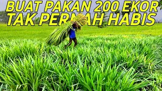 Sukses Breeding Domba Dorper 200 Ekor Bank Pakan Hijauan 12 Hektar  CERITA PETERNAK SUKSES [upl. by Eceerehs946]