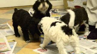 Spanish Water Dog Puppies  6 weeks old [upl. by Haela]