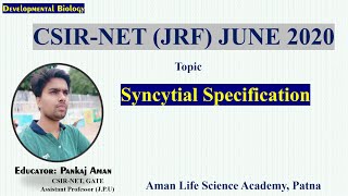 Syncytial specification I Developmental biology I CSIRNET LIFESCIENCE I [upl. by Aekin30]