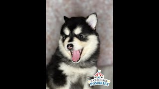 Patriot the Pomsky Puppy at 7 weeks of age  Carrousel Pomskies Premium Pomsky Breeder Las Vegas [upl. by Strephonn]