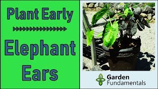 How to Plant Elephant Ear Bulbs 🐘💡🐘 Start Colocasia Esculenta Early [upl. by Addy527]