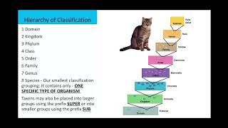 Basics of Taxonomy of Dichotomous Keys  BIO 103 [upl. by Ramso]