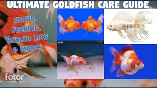 Ultimate Goldfish Care Guide Setup Feeding Health Tips amp More [upl. by Mathe191]