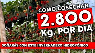 Como es trabajar en un Invernadero Hidropónico de Fresas o Frutillas [upl. by Airotna346]