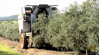 SOCOOPEC Machine pour la récolte des olives tractée PELLENC CV5045 [upl. by Metzgar174]