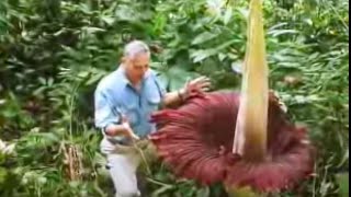 The Biggest Flower in the World  Titan Arum  David Attenborough  BBC Studios [upl. by Eelesor769]