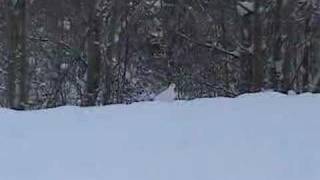 Willow Ptarmigan on road [upl. by Jolene]