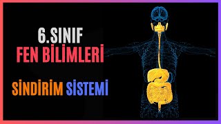 6SINIF  FEN BİLİMLERİ  SİNDİRİM SİSTEMİ [upl. by Sly]