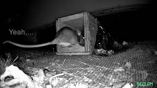 Woodrat Eviction Using a Custom OneWay Device [upl. by Atiniuq151]