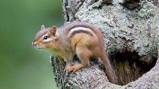 Eastern Chipmunk call sound [upl. by Levi430]