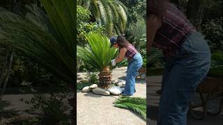 Cycas pruning [upl. by Orlene431]