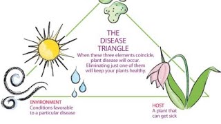 disease triangle plant pathology factors affecting disease developmentepidemiology class [upl. by Runkle643]