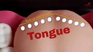 Remember the papillae of tongue [upl. by Candyce]