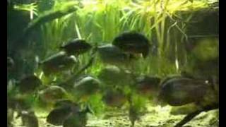 Piranha feeding time at ZSL London Zoo [upl. by Eislek]