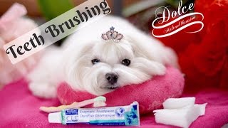 GROOMING Dolce Teeth Brushing  How to brush your dogs teeth  Maltese Grooming [upl. by Nafri]