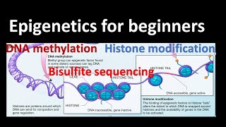 Epigenetics DNA methylation  Histone Modifications Bisulfite sequencing Genetics for beginners [upl. by Jamima]