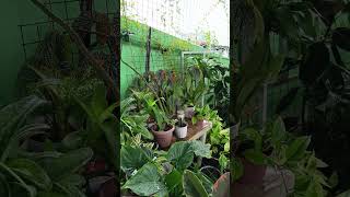 The Lucky Plants in The World shorts plants luckyplant 2025 all everyone plant lucky pothos [upl. by Alyk]