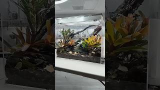 What should l add to make it better😂aquascaping music fish diy terrarium [upl. by Felicia689]