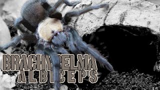 Brachypelma albiceps rehouse tarantula tarantulas spiders inverts [upl. by Rufina]