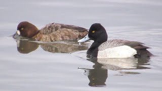 Lesser Scaup [upl. by Marsh]