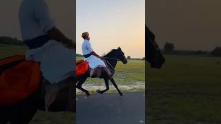 Singlefoot jalu BHA जालूभा की शानदार चल sindhihorse chalbazhorse sindhichal [upl. by Nanreik]