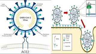 Part 1 The mechanism by which corona virus enters the host cell [upl. by Iliak29]