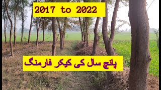 Kiakr farming 5 years tree farming business tree farming 2022 kikker farming [upl. by Cas]