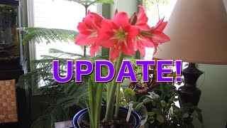 Amaryllis Buds Everywhere  Amaryllis Update [upl. by Kiernan]