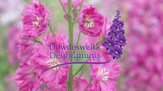 Dowdeswells Delphiniums Seed Germination Tips [upl. by Tirrag]