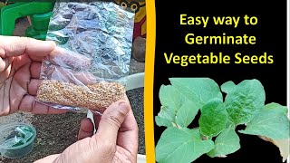 Easy way to germinate vegetable seeds [upl. by Ammann304]