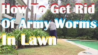 How To Get Rid Of Army Worms In Your Lawn  Army Worm Control Army Worms In Lawn [upl. by Nelloc556]