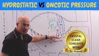 Hydrostatic vs Oncotic Pressure  Vascular Physiology🩺 [upl. by Faludi2]