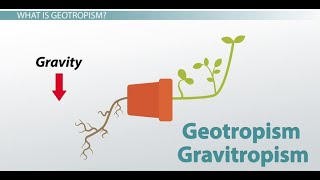 Phototropism  Geotropism amp plant defense mechanism DETAILED grade 12 life sciences ThunderEDUC [upl. by Daryle]