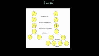 Forsdyke Evolution Academy 0110 Division of GermLine Cells [upl. by Acirehs]