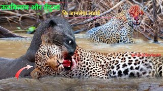 otter dengrous attack in jaiguar  otters and crocodile fight  Amitdevkush33 [upl. by Yelrak]