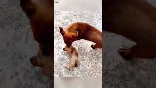 homeless puppy tries its best to climb onto the riders motorcycle hoping to follow the rider home [upl. by Ogilvy106]