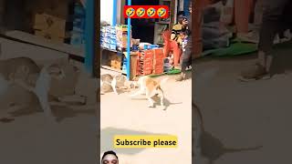 Community fight 🤣 funny comedy dog doglover animals [upl. by Nosro916]