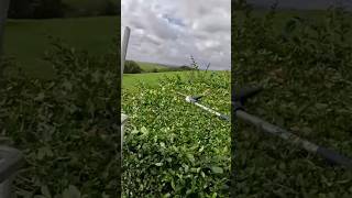 Hedge Cutting Pricing garden landscape satisfying [upl. by Warfourd527]