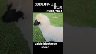 My pet Valais Blacknose sheep  Saturn 土星 [upl. by Nimsaj]