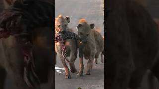 HYENA FIGHTING FOR FOOD🔥🔥🔥shortsfeed shortsvideo viralvideo wildlife animls shorts youtube [upl. by Joella]