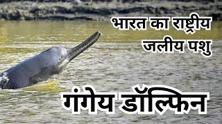 Ganges River Dolphin  platanista gangetica गंगेय डॉल्फिन  राष्ट्रीय जलीय पशु  घाघरा नदी में सूस [upl. by Karine]