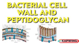 Bacterial cell wall I Peptidoglycan of Grampositive and Gramnegative bacteria I Murein I [upl. by Wrench]