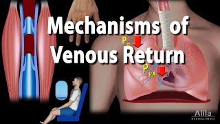 Mechanisms of Venous Return Animation [upl. by Euphemia276]