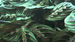 Prayer plant time lapse [upl. by Atolrac690]