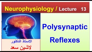 Polysynaptic reflexes  Flexion withdrawal reflexLashin دلاشين [upl. by Jackquelin]