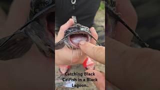 Catching Black Catfish in a black Lagoon [upl. by Kcirej]