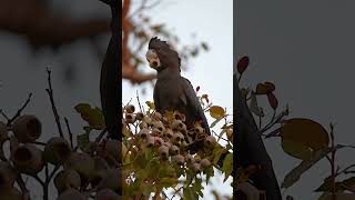 Redtailed Black Cockatoo Eating australia wildlifeofaustralia bird cockatoo trailcam redtail [upl. by Earased]